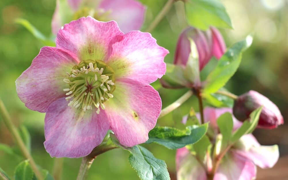 Flower of a Pink Lady hellebore (lenten rose)