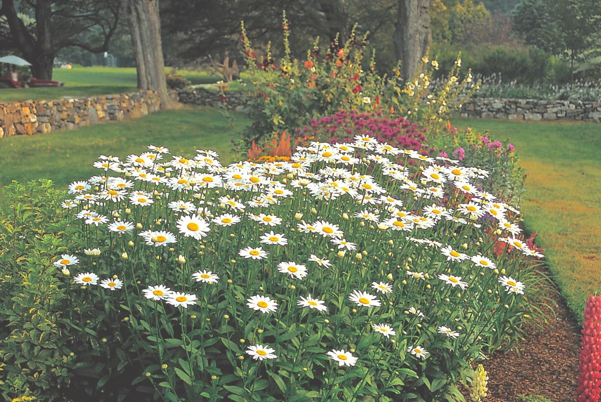 ultimate guide to shasta daisies - flower magazine