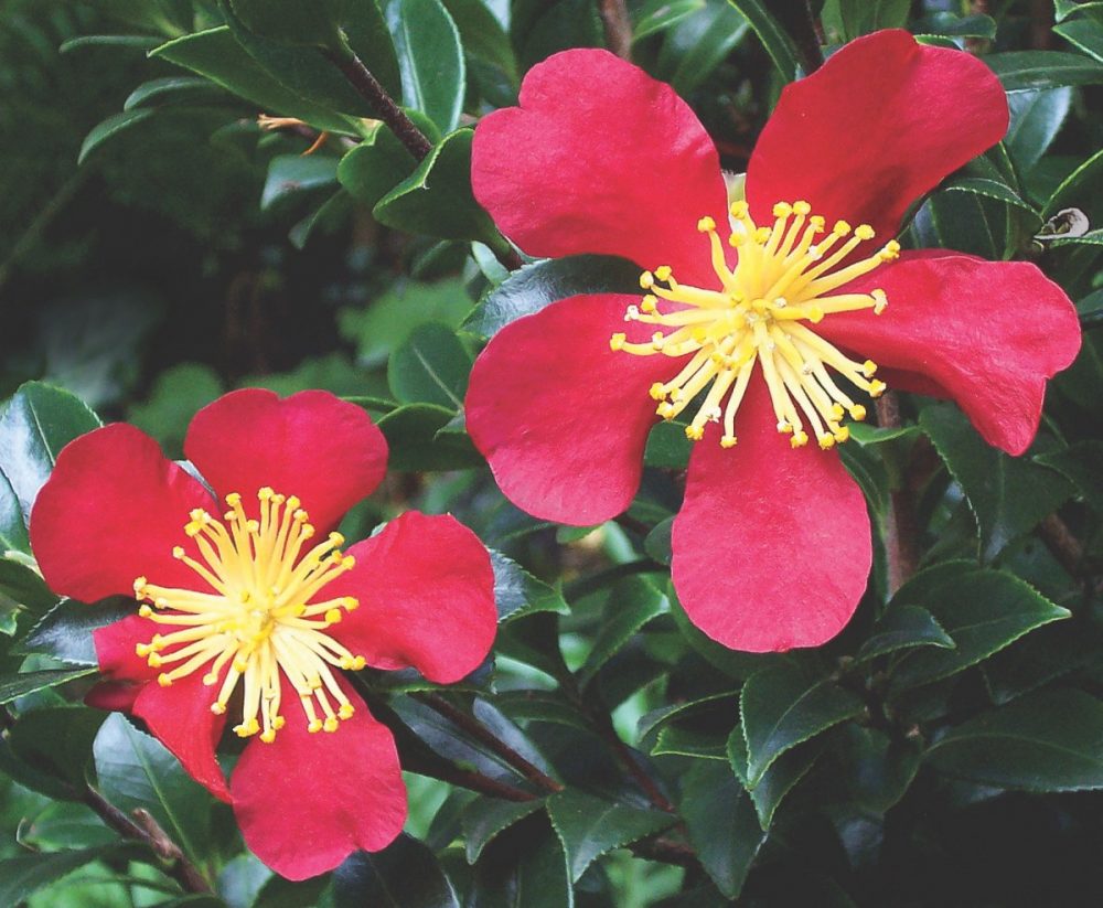 Yuletide camellia flowers