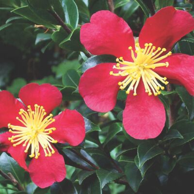Yuletide camellia flowers