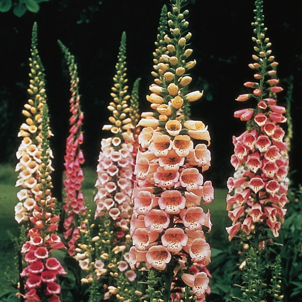 Excelsior foxglove