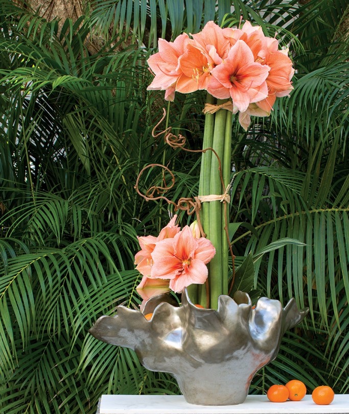 Tall bundle of apricot Rilona amaryllis tied with kiwi vine in silver vessel.