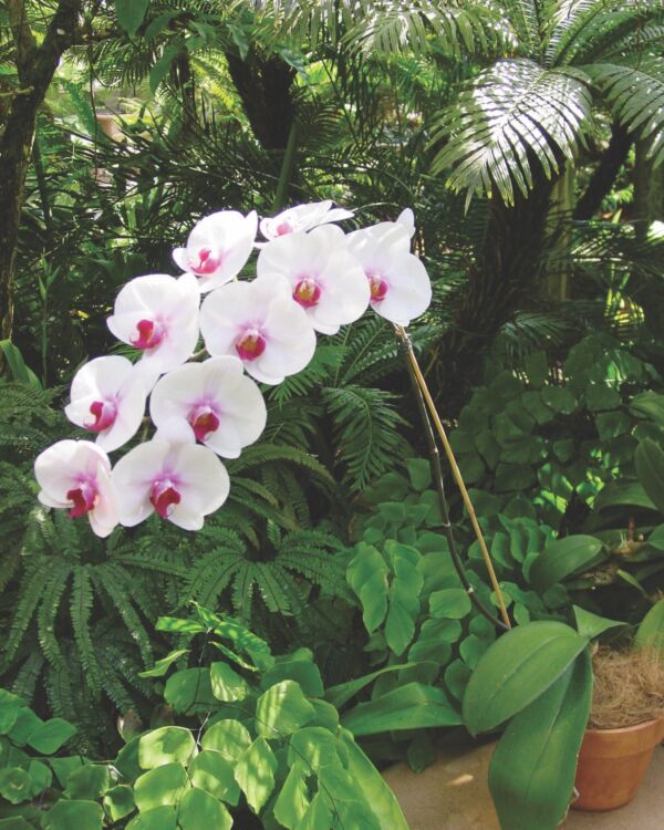 growing orchids at home, phaelenopsis