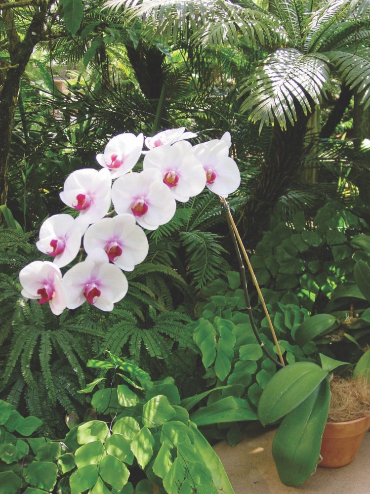 growing orchids at home, phaelenopsis