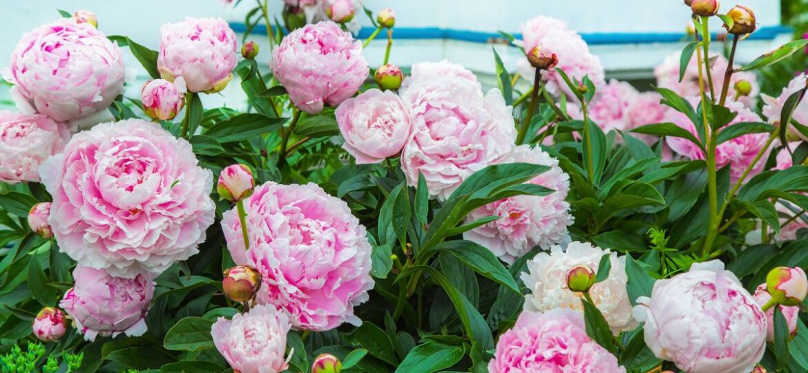 something about peonies
