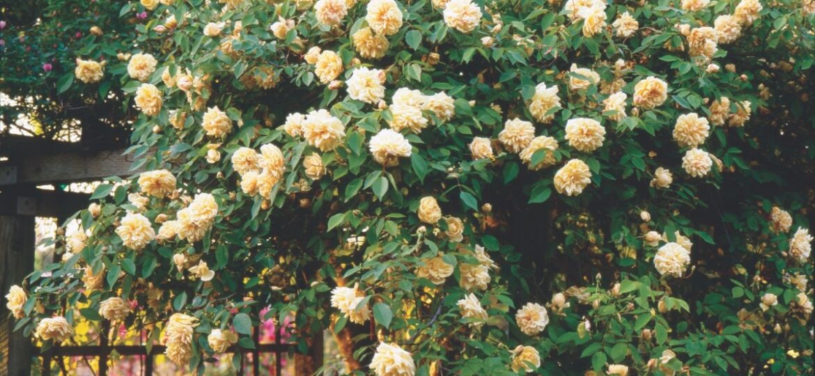antique roses