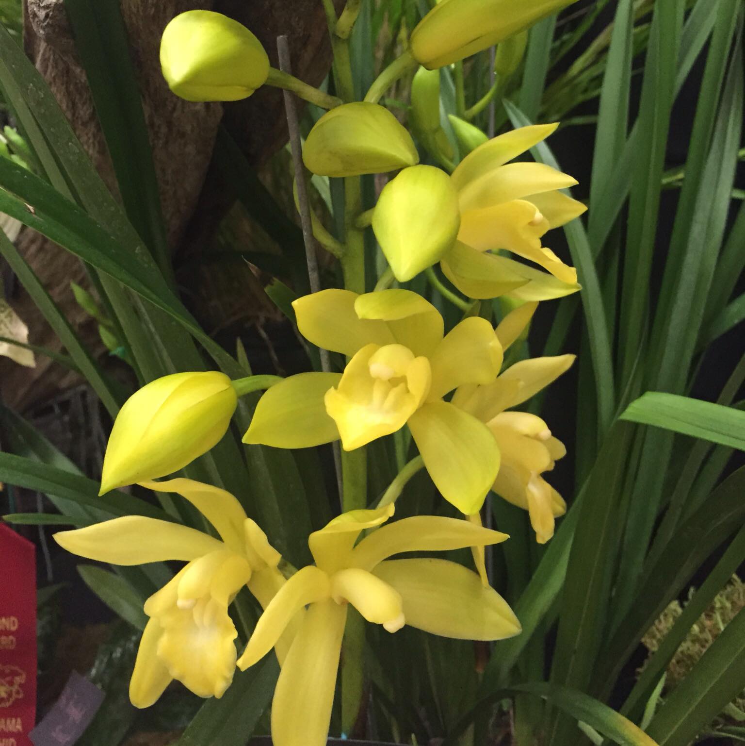 Caring For And Growing Orchids At Home Flower Magazine 