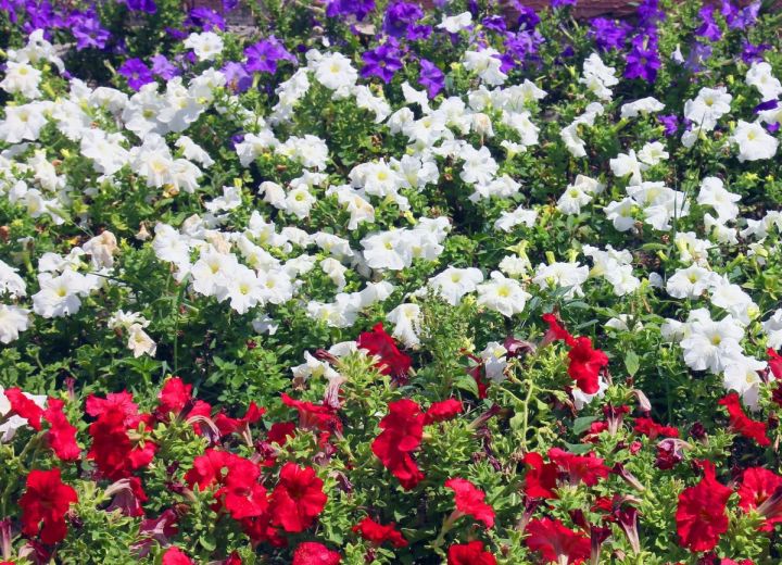 Red and Blue Flower Garden & Planting a Flower Bed Flower Magazine
