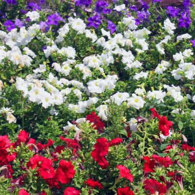 red white and blue flower garden