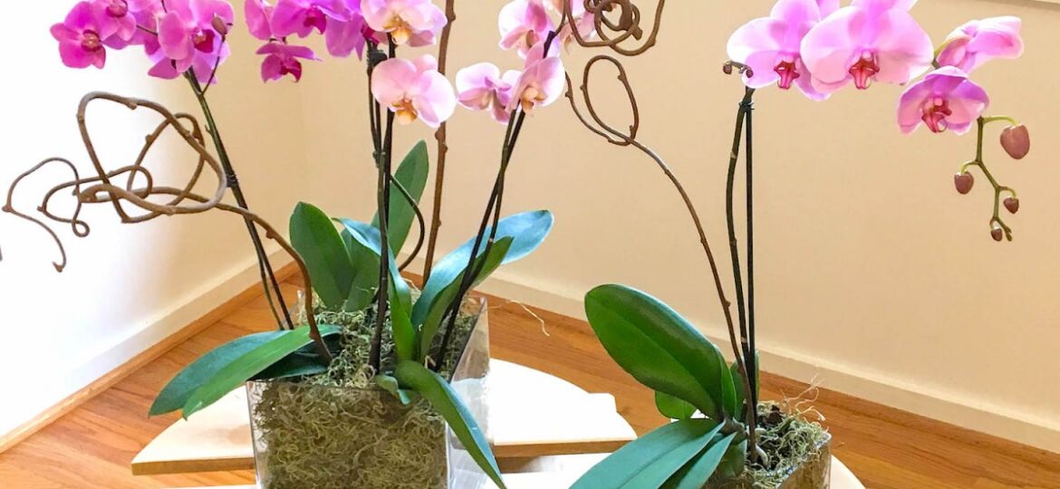 arranging orchids, dress up an orchid