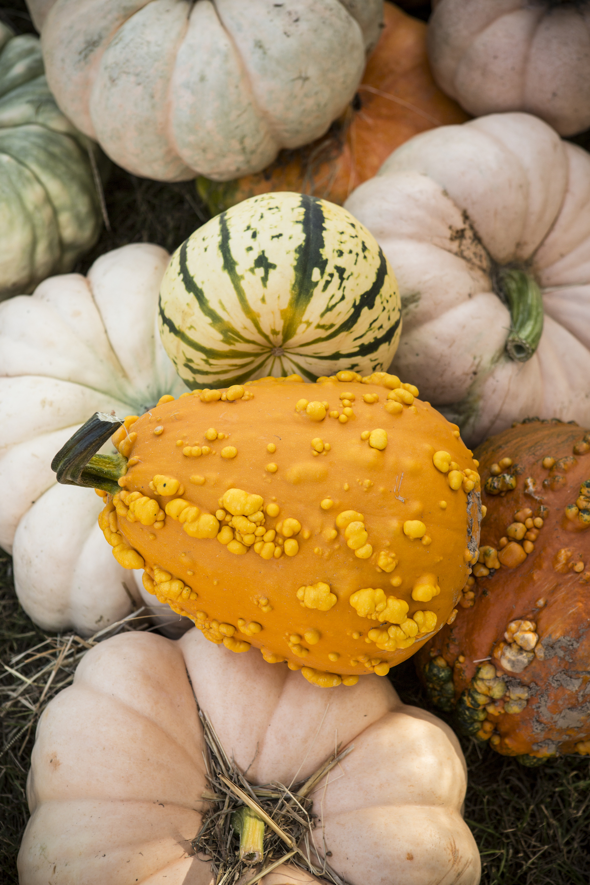 Pumpkin varieties, ornamental pumpkins