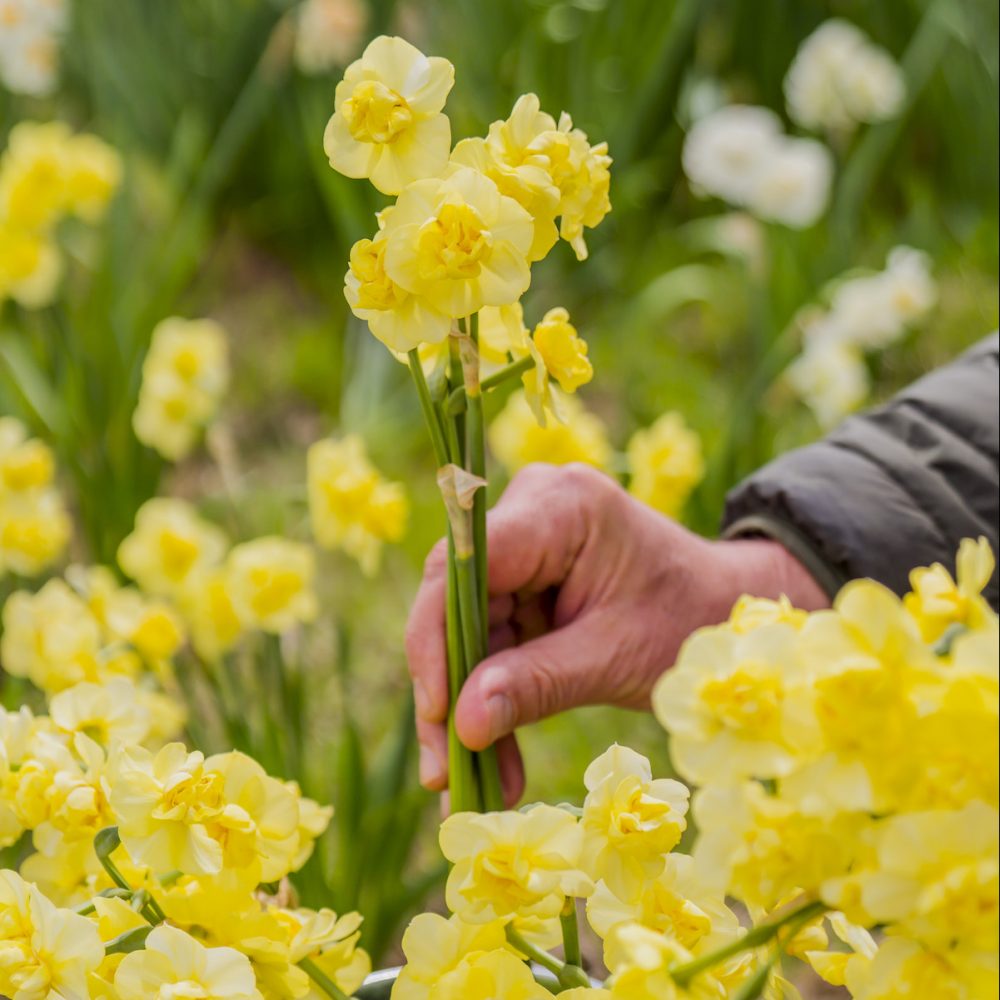 daffodils for fall planting, bulb combinations