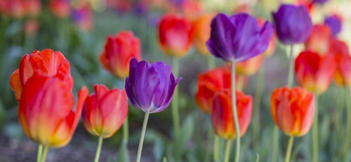 tulips for fall planting, bulb combinations