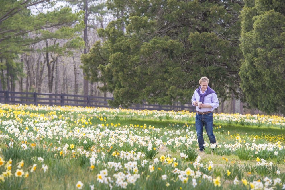 Daffodils at Moss Mountain Farm