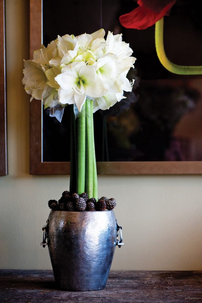 White flowered amaryllis topiary in hammered silver container with pinecones.