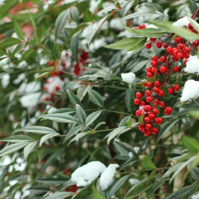Nandina berries and branches with snow on leaves