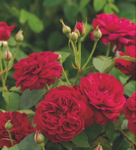 Darcey Bussell rose, David Austin roses