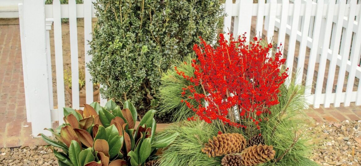 easy evergreen containers, p. allen smith