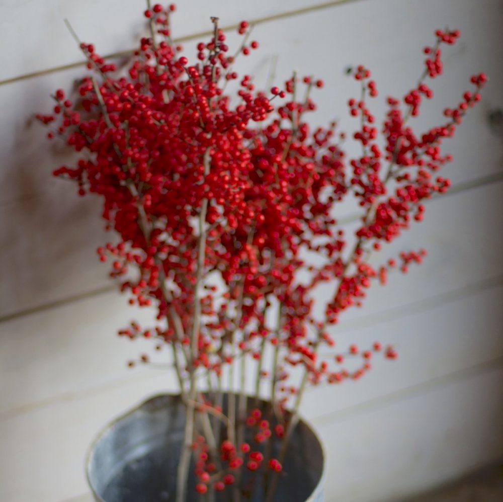 winterberry for evergreen containers