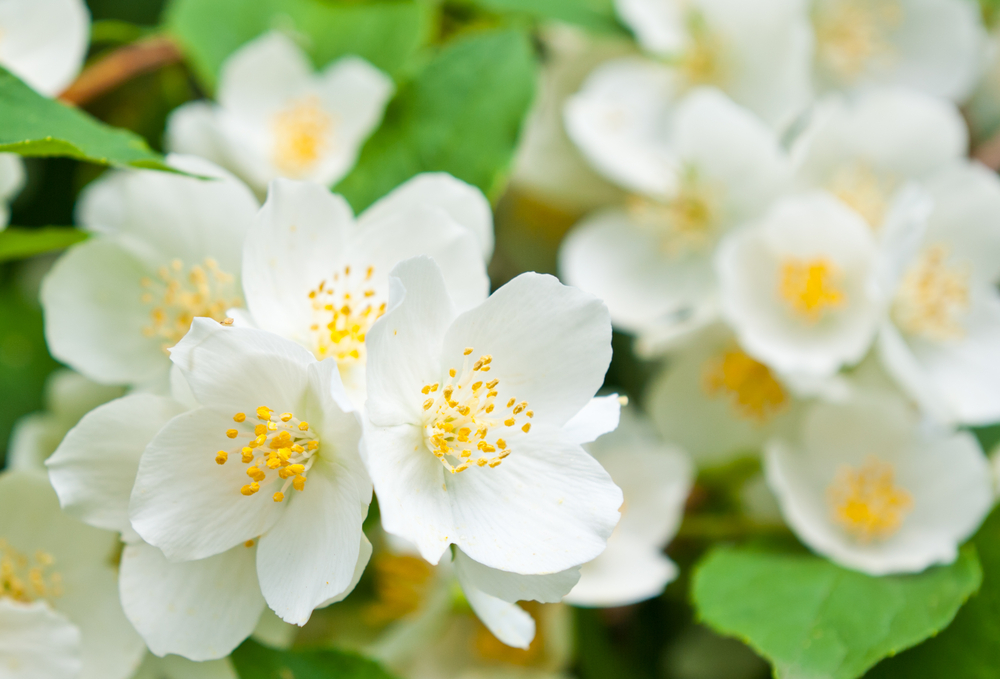 15 Fragrant Plants for Your Garden - Flower Magazine