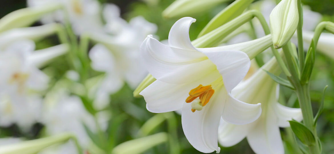selecting and caring for Easter lilies