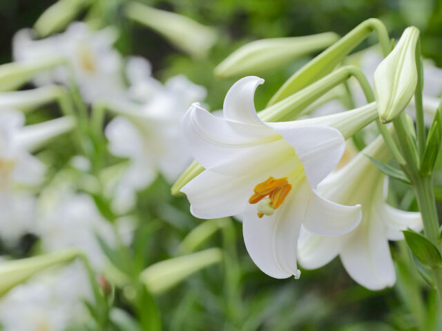 selecting and caring for Easter lilies