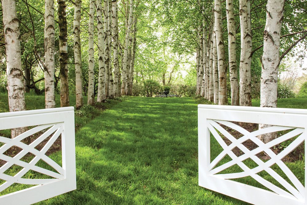 A low white wooden gate opens onto a lawn-covered path flanked by Himalayan birch trees on either side in this revived Fletcher Steel garden design.