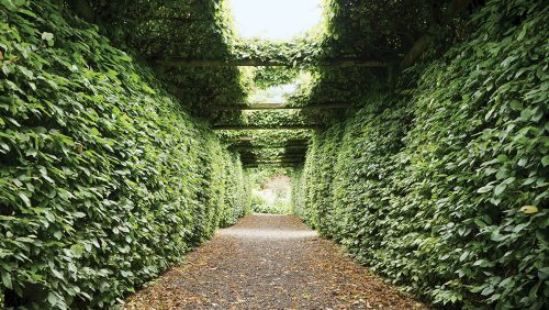 Photo from Arthur Shackleton's own garden at Fruitlawn, showing a path lined on either side by high walls of densely planted hornbeam, which also grows over beams above, forming a tunnel 