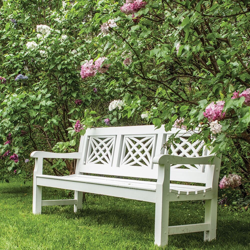 White bench under flowering lilac bush