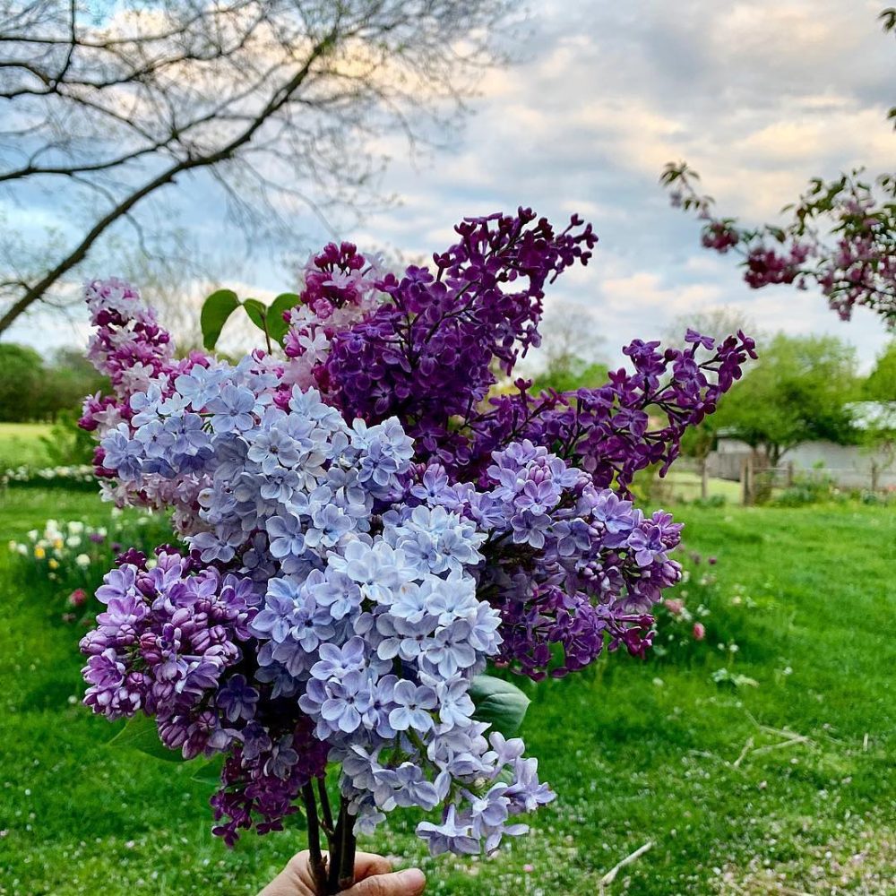 Bouquet of lilacs of varying colors including light blue, purple and a combination of white and pink