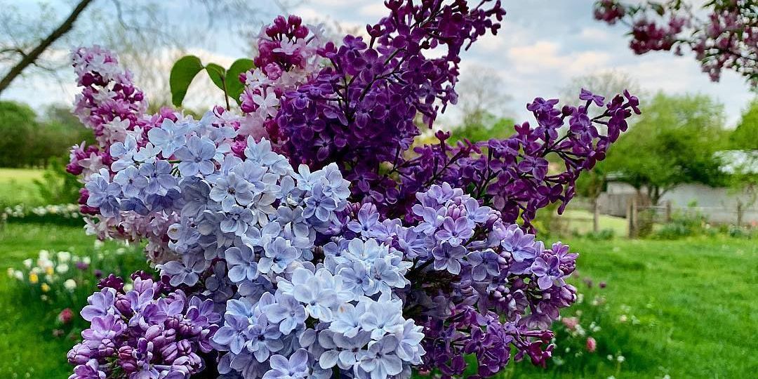 Bouquet of lilacs of varying colors including light blue, purple and a combination of white and pink