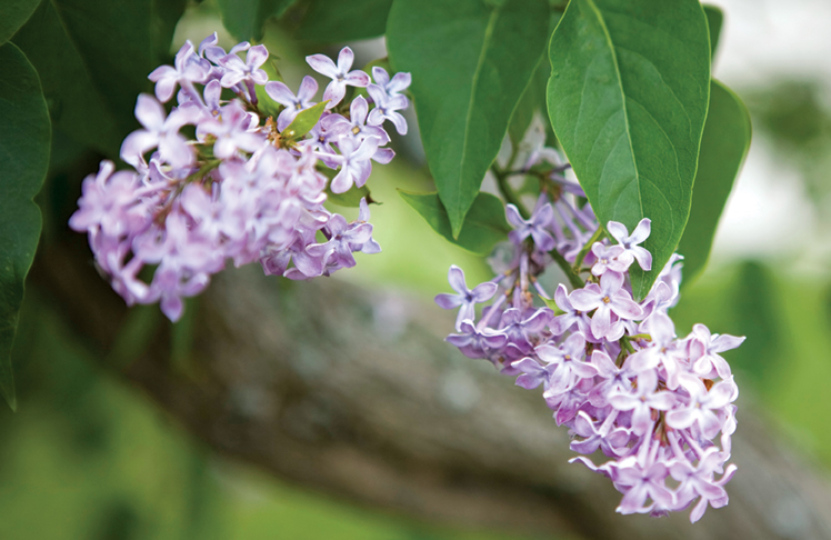 Lilac - planting, pruning and care for beautiful blooming