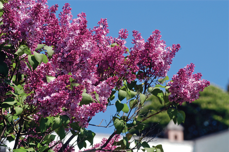 Lilacs in bloom on a blue-sky day in Mackinac Island