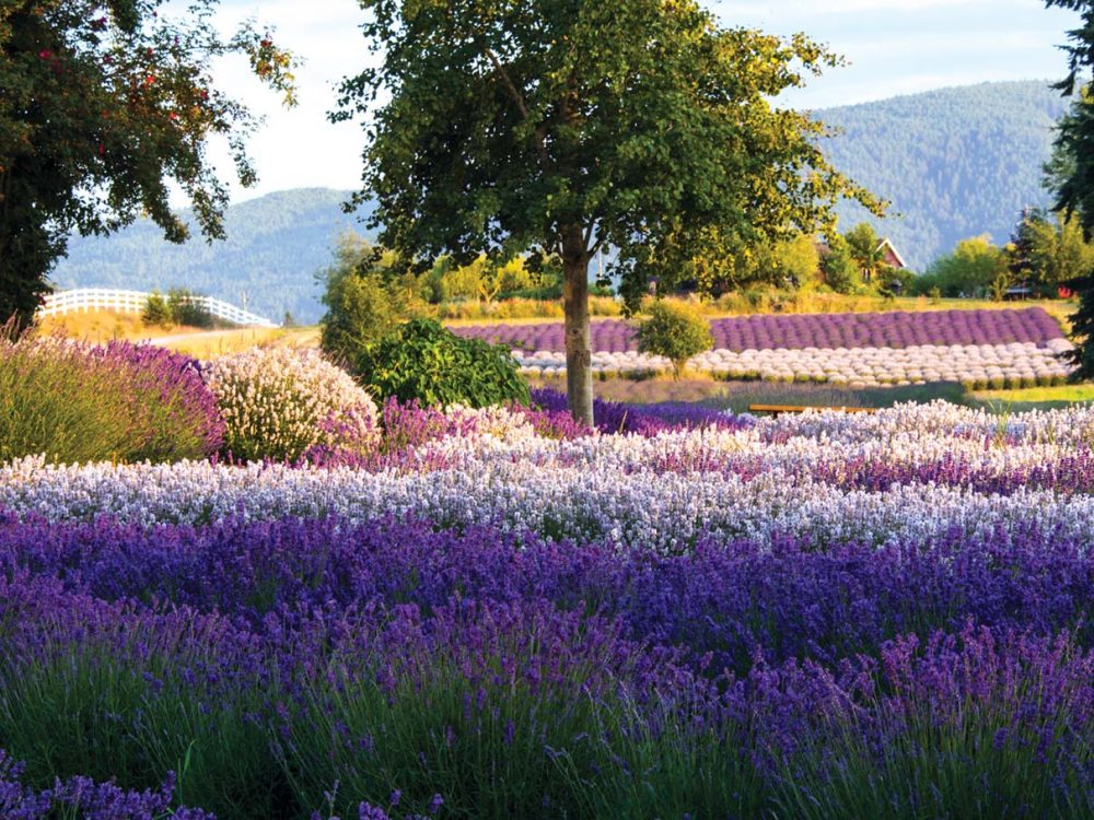 Rolling fields of purple, pink, and white lavender in Sequim, Washington.