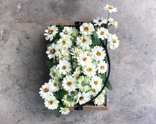 A gardener's basket overflows with white zinnia blooms