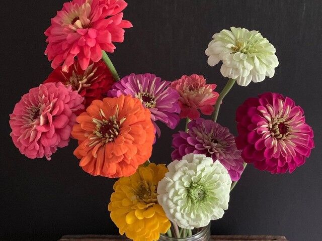 Zinnias in a variety of colors in a glass jar against a charcoal gray background
