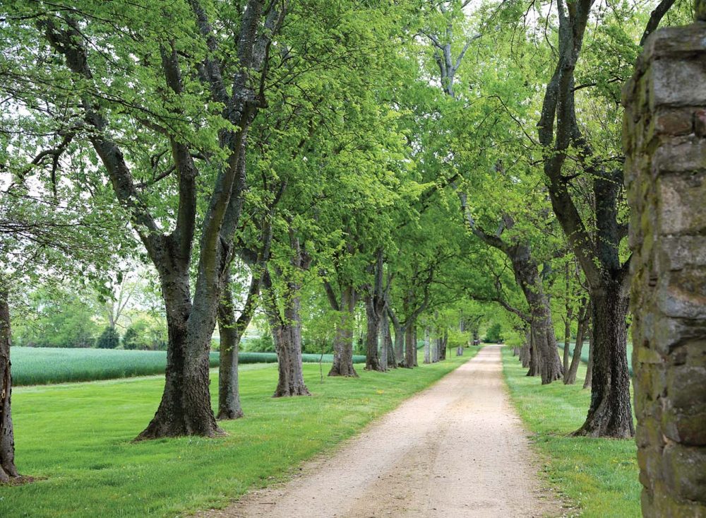 dirt road lined by oak trees at Westover Plantation