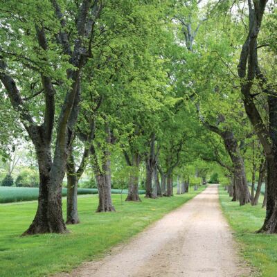 dirt road lined by oak trees at Westover Plantation