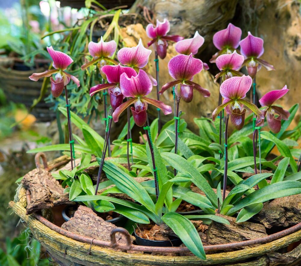 Container of pink Paphiopedilum orchids