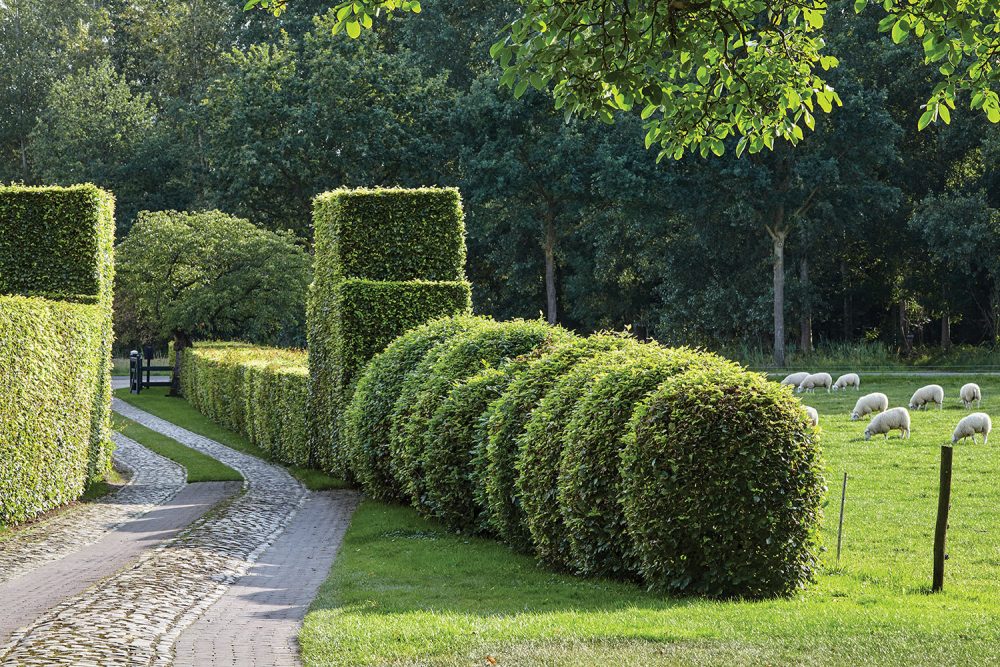Piet Oudolf gardens, shaped hedges