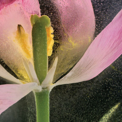 Tulip in photographed in ice, inverted luminosity