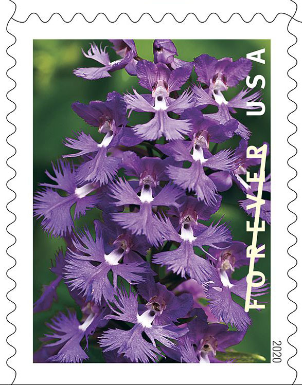 Greater purple fringed orchid (Platanthera grandiflora)
