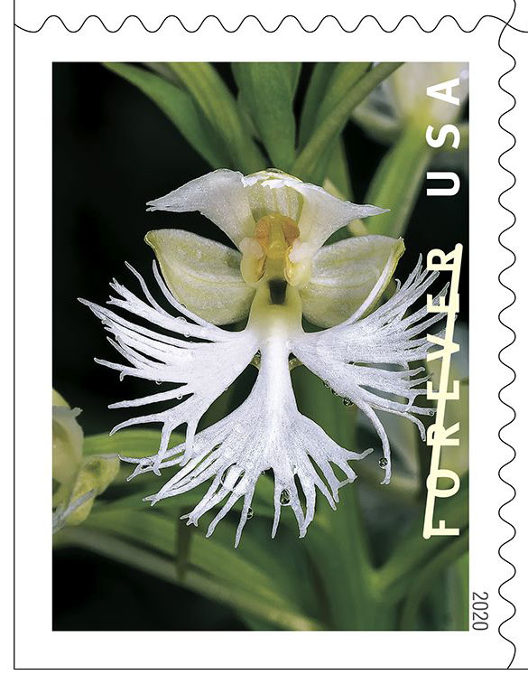 Prairie white fringed orchid (Platanthera leucophaea)