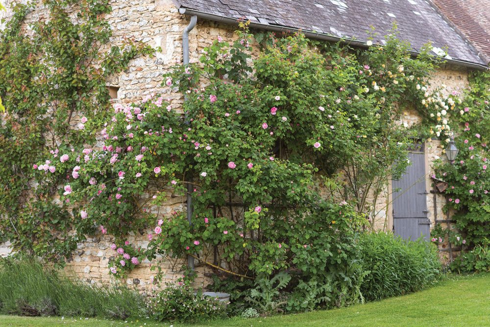 Constance Spry climbing roses on barn