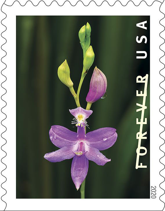 Tuberous grass pink orchid (Calopogon tuberosus)