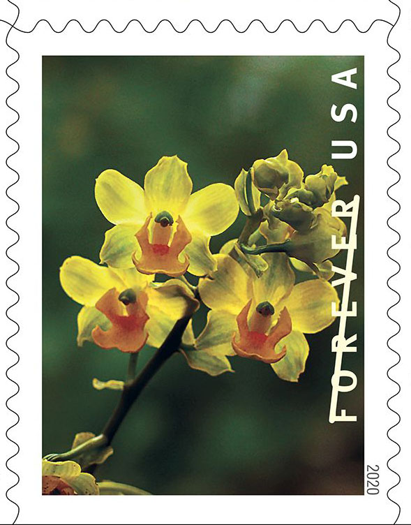 Yellow cowhorn orchid (Cyrtopodium polyphyllum)
