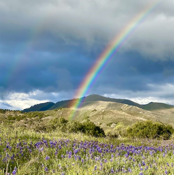 lupin, rainbow, Rancho La Zaca