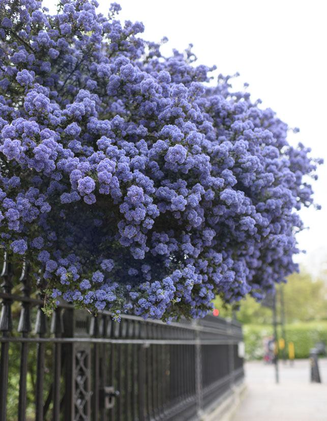 Lush purple flowers billow over a black wrougth-iron gate in a scene from the book London in Bloom
