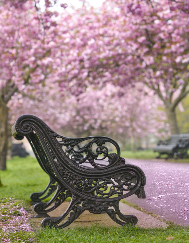 The pink petals of winter magnolia blooms cover trees and garden paths of Greenwich Park in London. An ornate wrought iron park bench along the path invites visitors to sit and enjoy the scene.