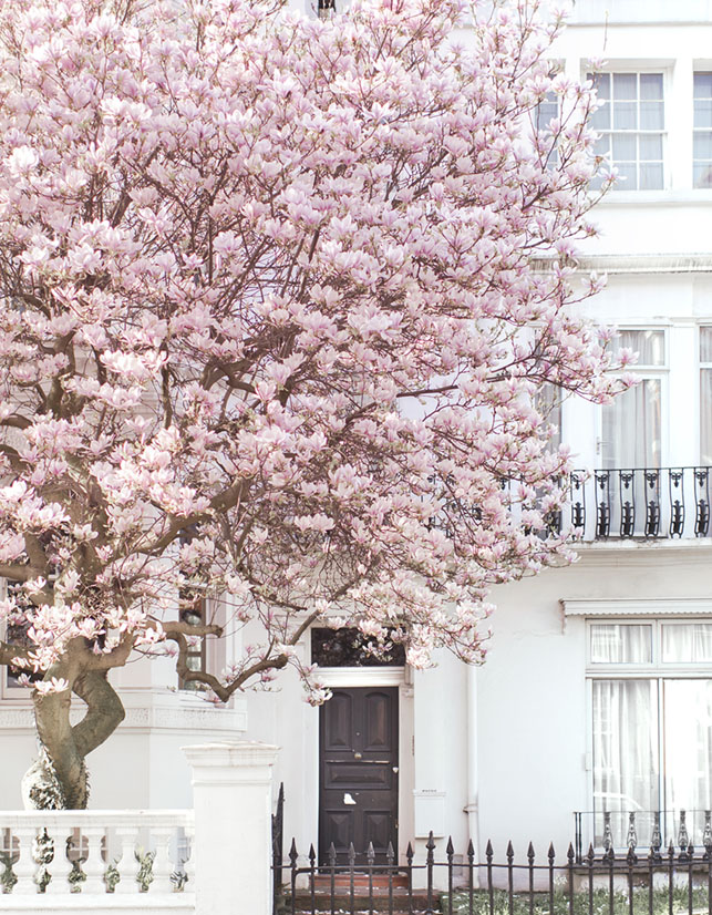 A tree blooms with pink flowers in front of a white, stately London home in Notting Hill